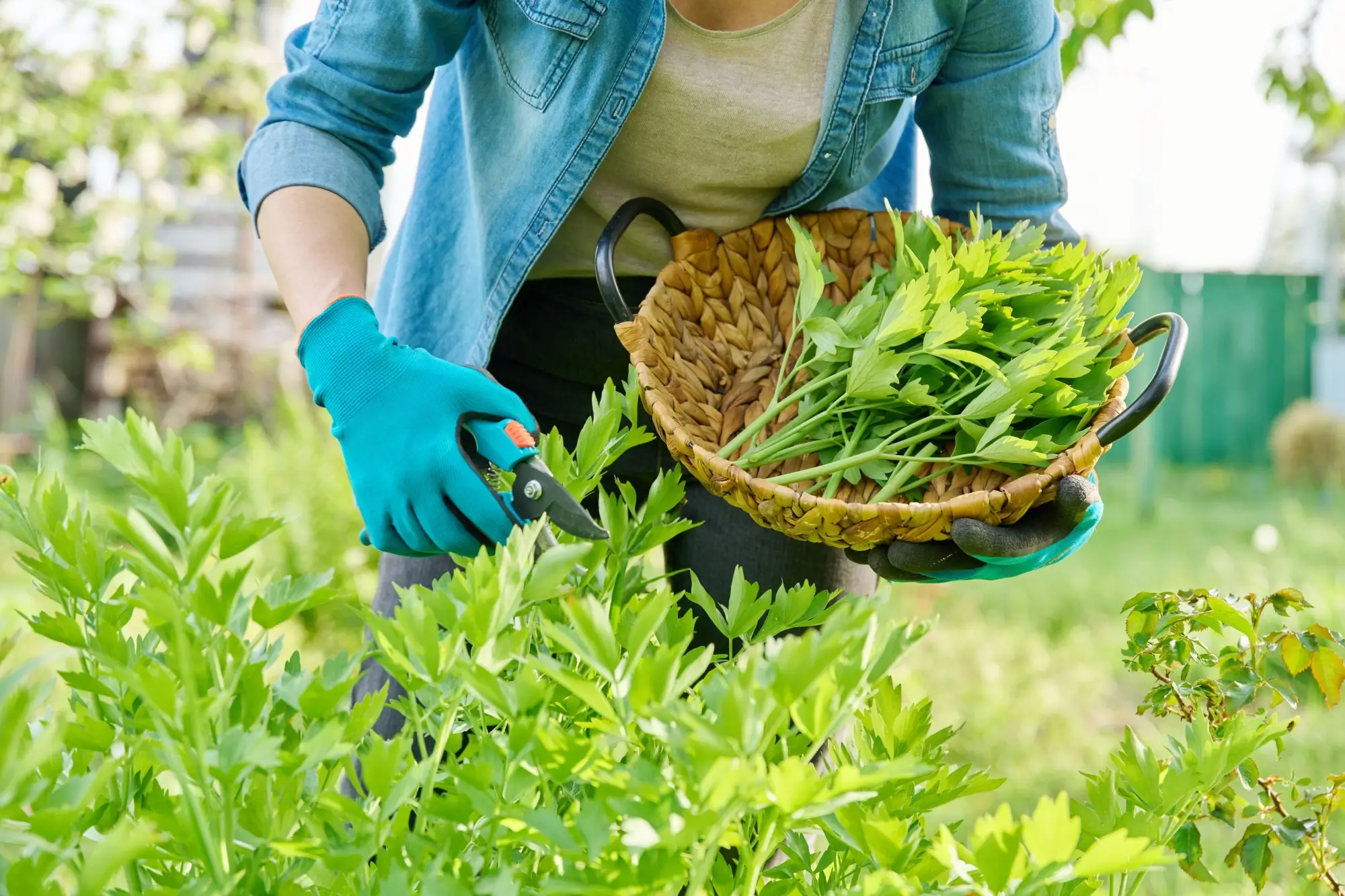 žena stříhá libeček do košíčku