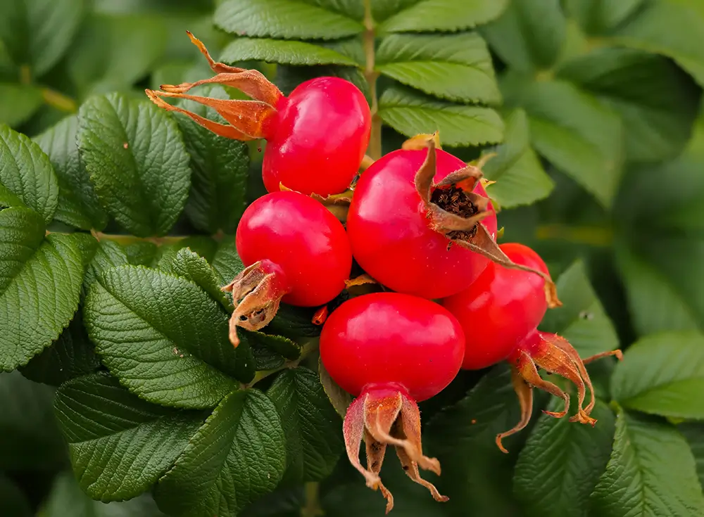 Šípky mají silné antioxidační, protizánětlivé a regenerační účinky. - SportDeník šípky