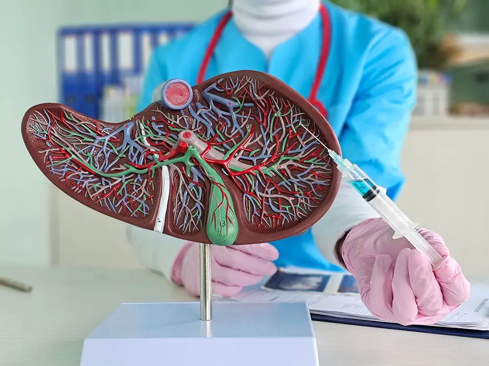 Mezi častá onemocnění jater patří ztučnění jater záněty, cirhóza a nádory. - SportDeník model jater