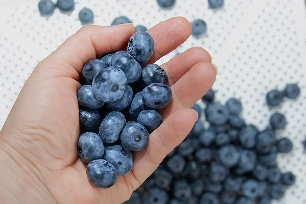 Borůvky jsou velmi prospěšné pro zdraví díky vysokému obsahu antioxidantů, vitamínů, minerálů a vlákniny. - SportDeník borůvky