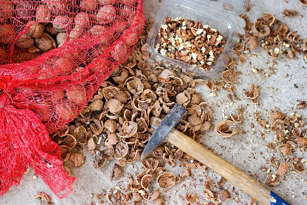 Vlašské ořechy jsou velmi prospěšné pro zdraví, zejména díky obsahu omega-3 mastných kyselin. - SportDeník vlašské ořechy